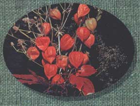 Декоративный физалис в сухом букете (фрагмент обложки книги «Помидоры, перец, баклажаны, физалис»)