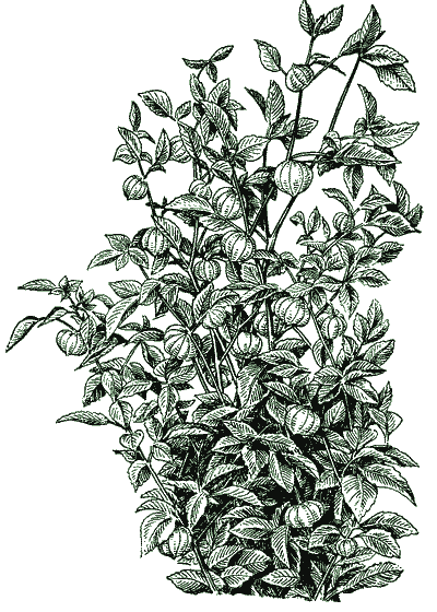 Рис. 14. Растение мексиканского физалиса, сорт Грунтовый грибовский.