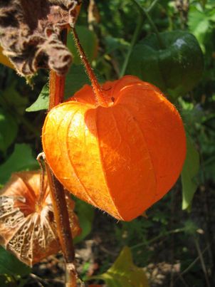 Зрелые плоды физалиса обыкновенного с оранжево-красными чашечками