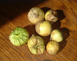 Зрелые плоды физалиса клейкоплодного (мексиканского томата) в зеленоватых чашечках (надорванных)