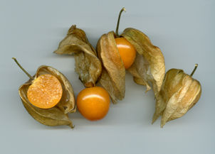 Зрелые плоды перуанского физалиса (часть чашечек разорвана, чашелистики отодвинуты, один из плодов разрезан)