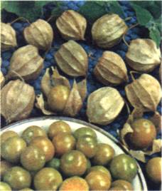 "Фонарики" (чехлики) и плоды мексиканского физалиса (фотография из другого издания)