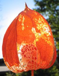Зрелый плод физалиса обыкновенного в крупной оранжево-красной чашечке (чехлике)